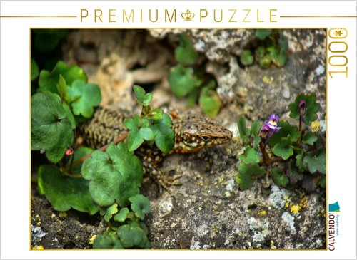 Calvendo puzzle eidechse mit - calvendo,
