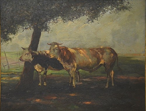 Kühe auf der weide - kühe,