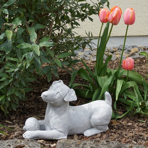 Jack russell terrier hund - terrier,