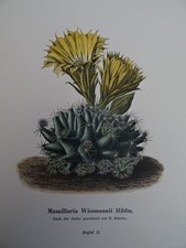 Schumann - Blühende Kakteen 6