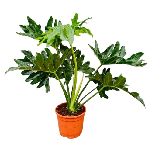 Philodendron selloum 60 cm - philodendron, –