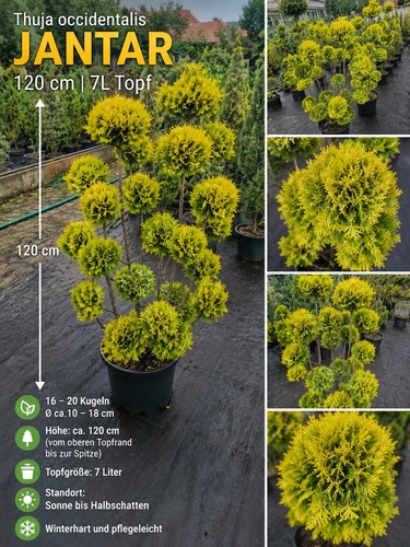 Thuja jantar formschnitt - formschnitt, 120cm
