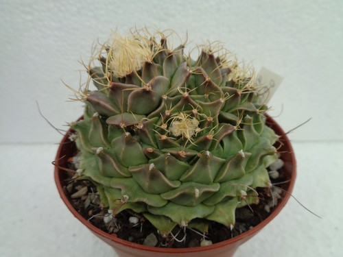 Obregonia denegrii 8cm - , we
