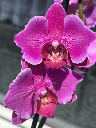 Orchidee phalaenopsis durban - orchidee,