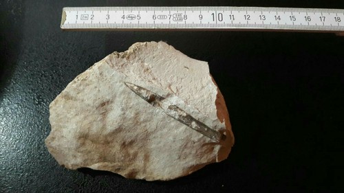 Fossil oberfranken jura - fossil,