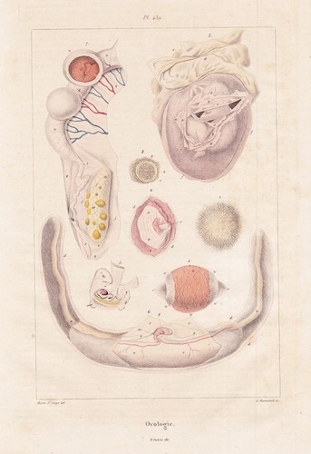 Ovologie vogeleier eier - vogeleier,