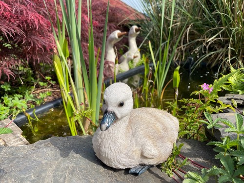 Schwan kleine schwäne küken - kleine,