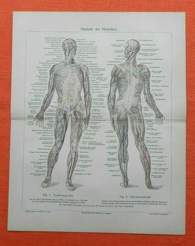 Muskeln des menschen anatomie - ,