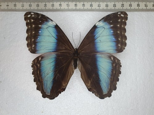 Morpho daidemia female - daidemia,