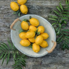 ohne Marke Deko Zitrone