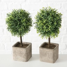 Topfpflanze Buchsbaum 2er Set
