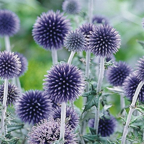 Kugeldistel samen - ***kugeldistel,