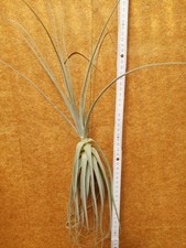 Tillandsia straminea