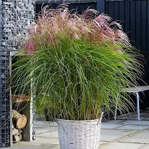 Rotes chinaschilf red - rotes, 'red