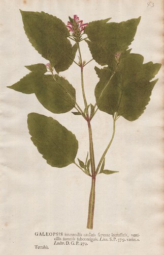 Galeopsis tetrahit hempnettle