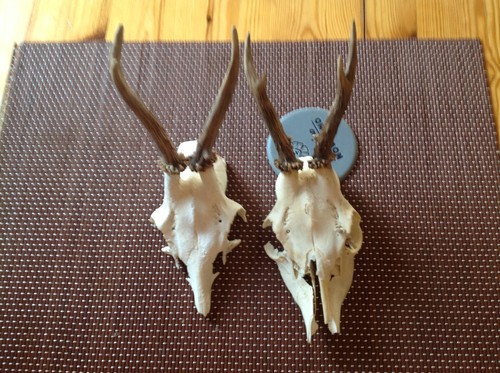 Kleine geweihe rehbock - ,
