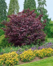 Cercis canadensis 'Forest
