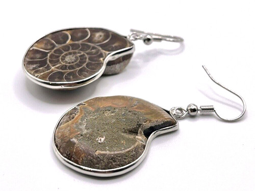 Qualitative ammonit fossil - qualitative,