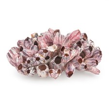 Muschel für Aquarium Barnacle