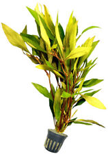 1 Topf Hygrophila angustifolia, Großer Rosetten-Wasserfreund, Aquarium