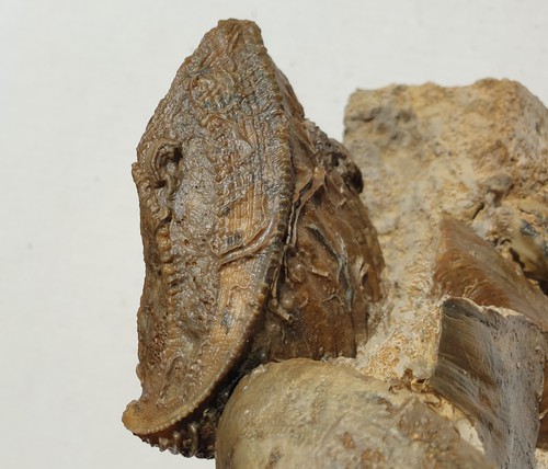 Traum fossilien stufe - traum, stufe-trigonia
