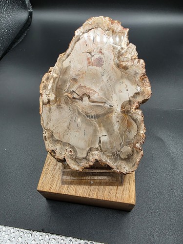Versteinertes