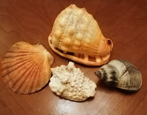 Große muscheln konvolut - 4,