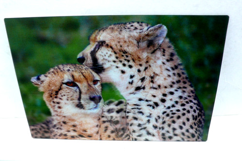 Ansichtskarte gepard tier - 3,