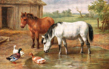 AK   Zwei Pferde + Enten  am Bauernhof - Verlag: A. Salmon in England 6-41-50-23