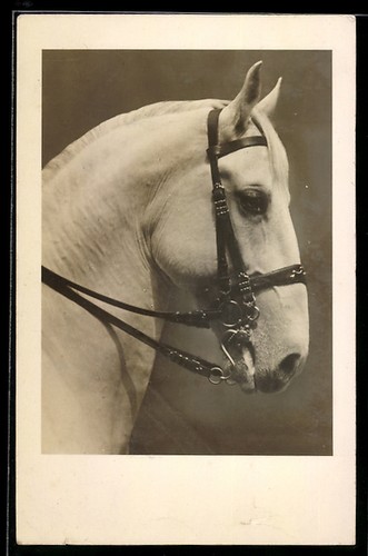 Wien spanische reitschule - wien,,