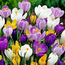 Frühlingskrokus Spring crocus Krokus Krokusse Blumenzwiebeln Zwiebeln Auswahl