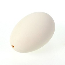 6 echte Gänseeier Eier Gans