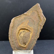 Tsesite 145 Gramm - Sahara, Algerien