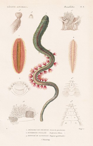 Arenicola wattwurm wattwürmer - arenicola,