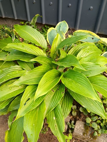 Hosta grün - hosta,