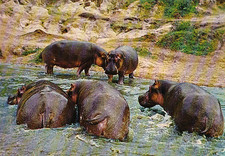 Wildlife * Zoo *  NILPFERD  HIPPOPOTAMUS   *  Hippo  Postcard # 2