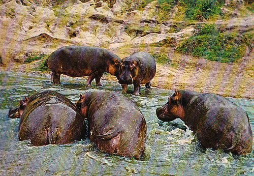 Wildlife zoo nilpferd - *,