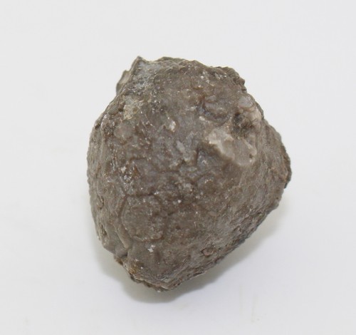 Crinoide seelilie - crinoide,,