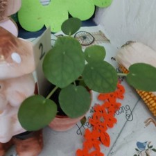 Pfannkuchenpflanze - Ufo Pflanze  Pilea peperomioides  Nr. 2   Toller  Ableger