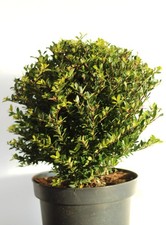 Japanische Stechpalme Ilex crenata Twiggy Kugelschnitt 35 - 40 cm