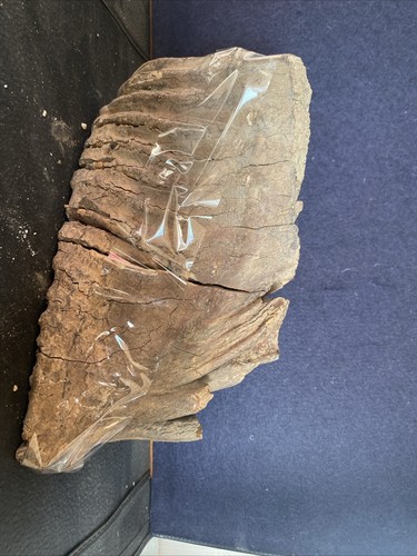 Mammut zahn fossil 252kg - zahn,