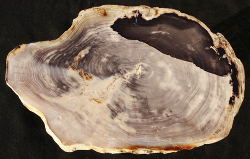 Versteinertes holz aus usa - aus,