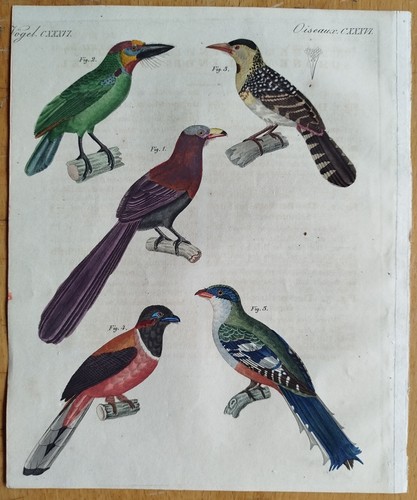 Vögel bartvogel kuruku - vögel,
