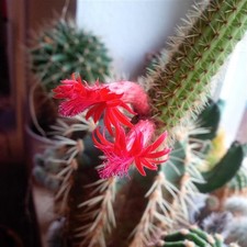 Kaktus "Cleistocactus winteri"