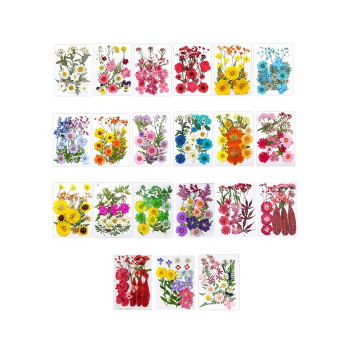 Getrocknete gepresste blumen - getrocknete,
