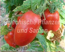 ? ? Paste  italienische Flaschen-Tomate Tomaten 10 frische Samen Balkon Kübel