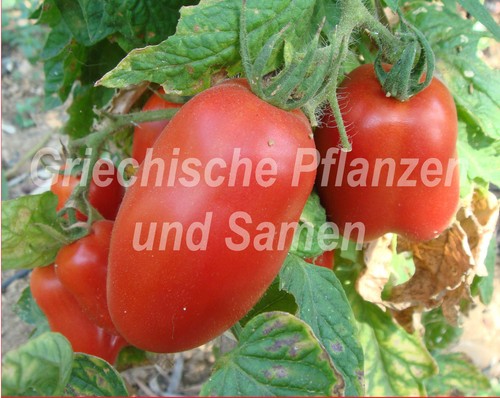 Paste italienische - 🔥,
