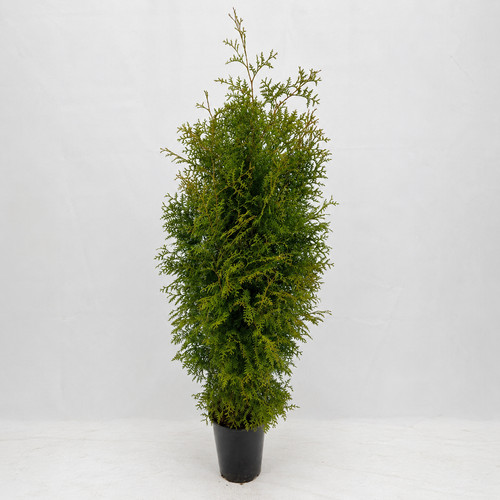 20st thuja brabant - 20st., 120-150cm