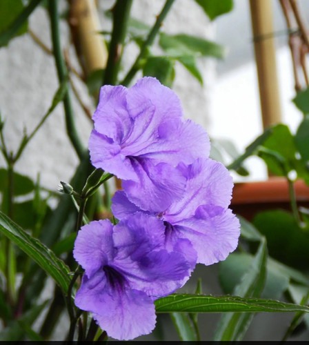 Ruellia bew unbew - bew., unbew.