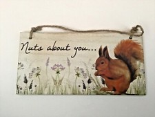 Rotes Eichhörnchen Wildtier